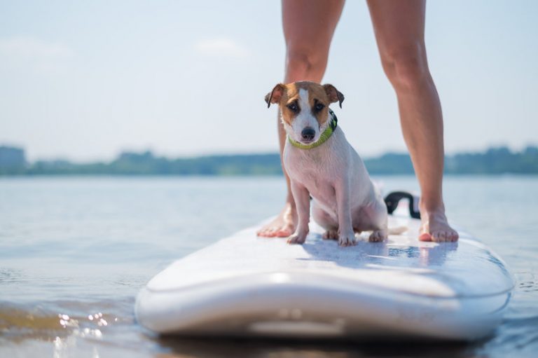 Dog Paddleboard Traction Pad - Non-Slip Deck Mat For Surfboards & Kayaks With EVA Material